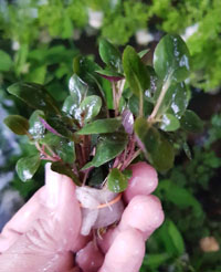 Lobelia-cardinalis'Small leaf'